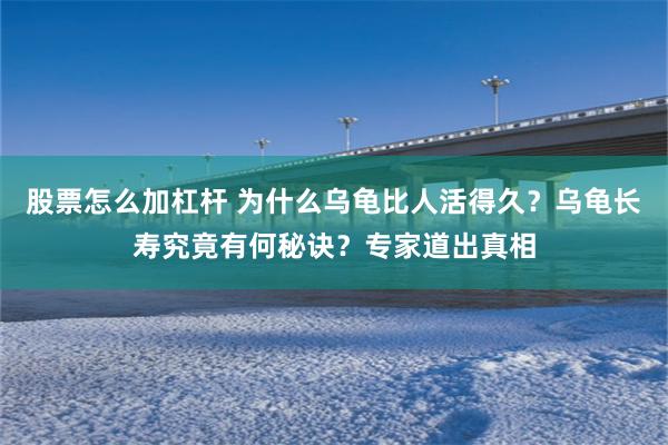 股票怎么加杠杆 为什么乌龟比人活得久？乌龟长寿究竟有何秘诀？专家道出真相