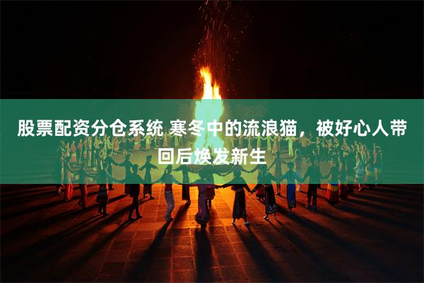 股票配资分仓系统 寒冬中的流浪猫，被好心人带回后焕发新生